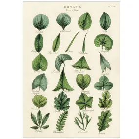 Wrap - Botany Leaves